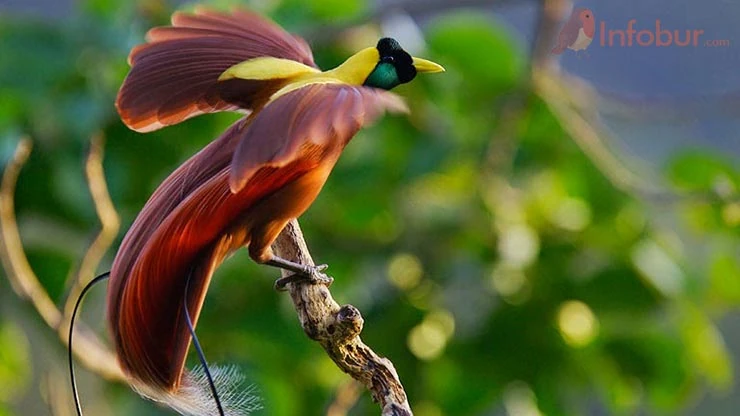 Burung Besar di Irian Jaya