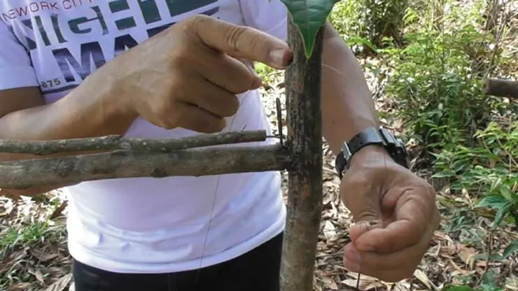 Cara Membuat Jebakan Burung di Pohon yang Efektif