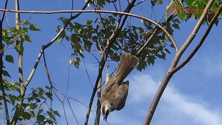 Cara Membuat Jebakan Burung di Pohon