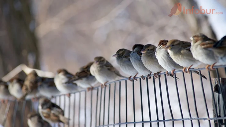 Cara Mengusir Burung Gereja